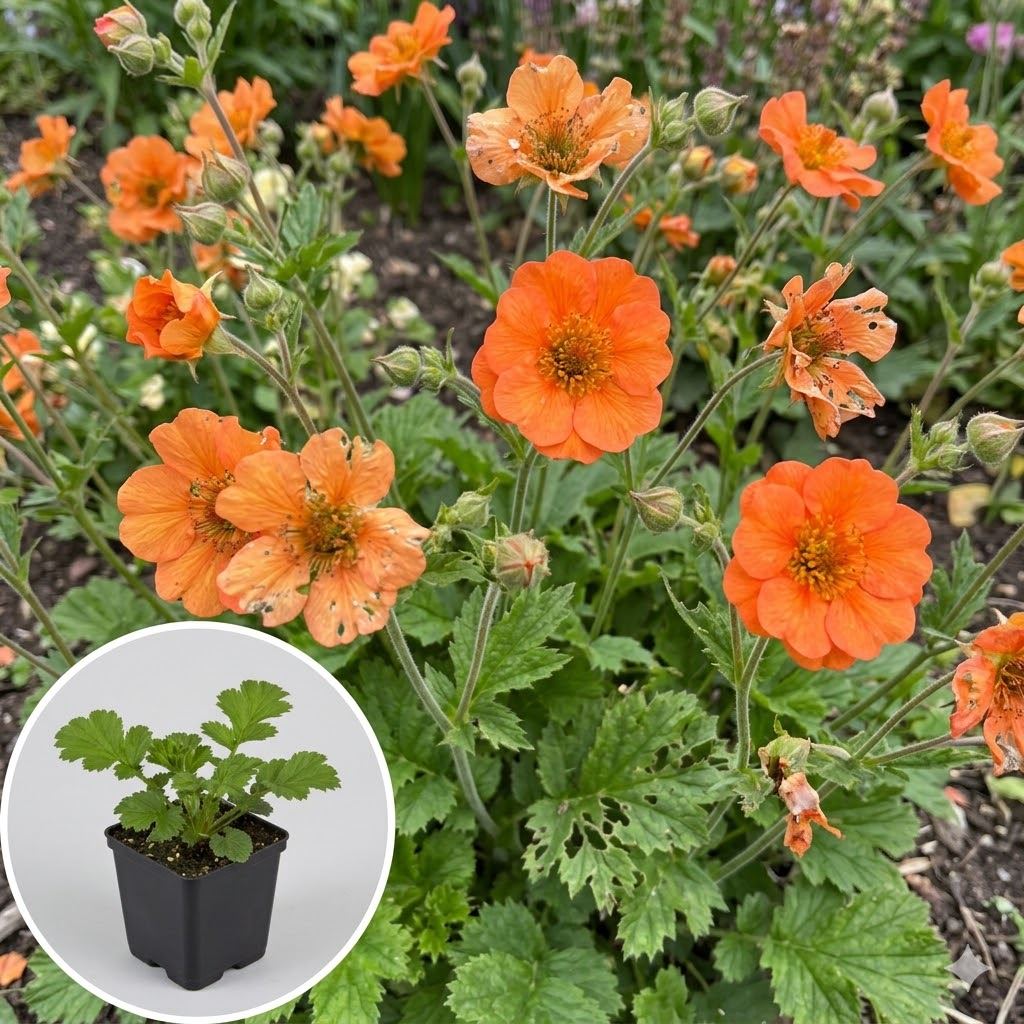 Geum-Totally-Tangerine-pot-9x9-cm
