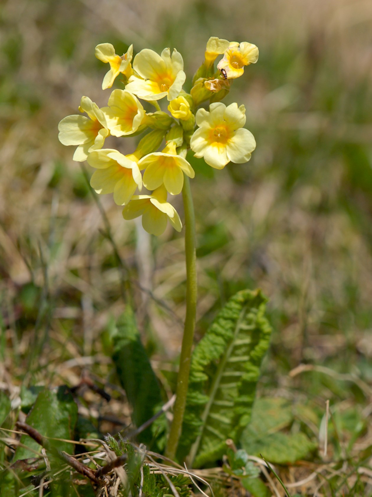 Plantenfiche-Primula-elatior