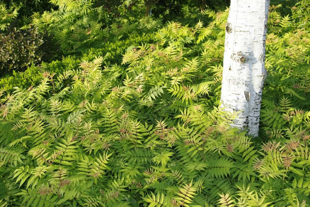 Plantenfiche-Sorbaria-sorbifolia-Sem-