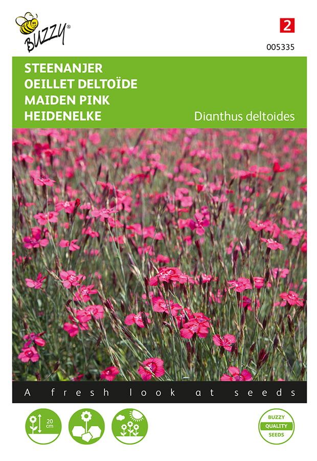 Buzzy-Dianthus-Steenanjer-Brilliant