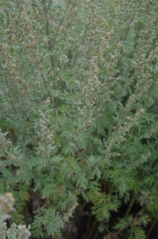 Plantenfiche-Artemisia-absinthium-Alsem-