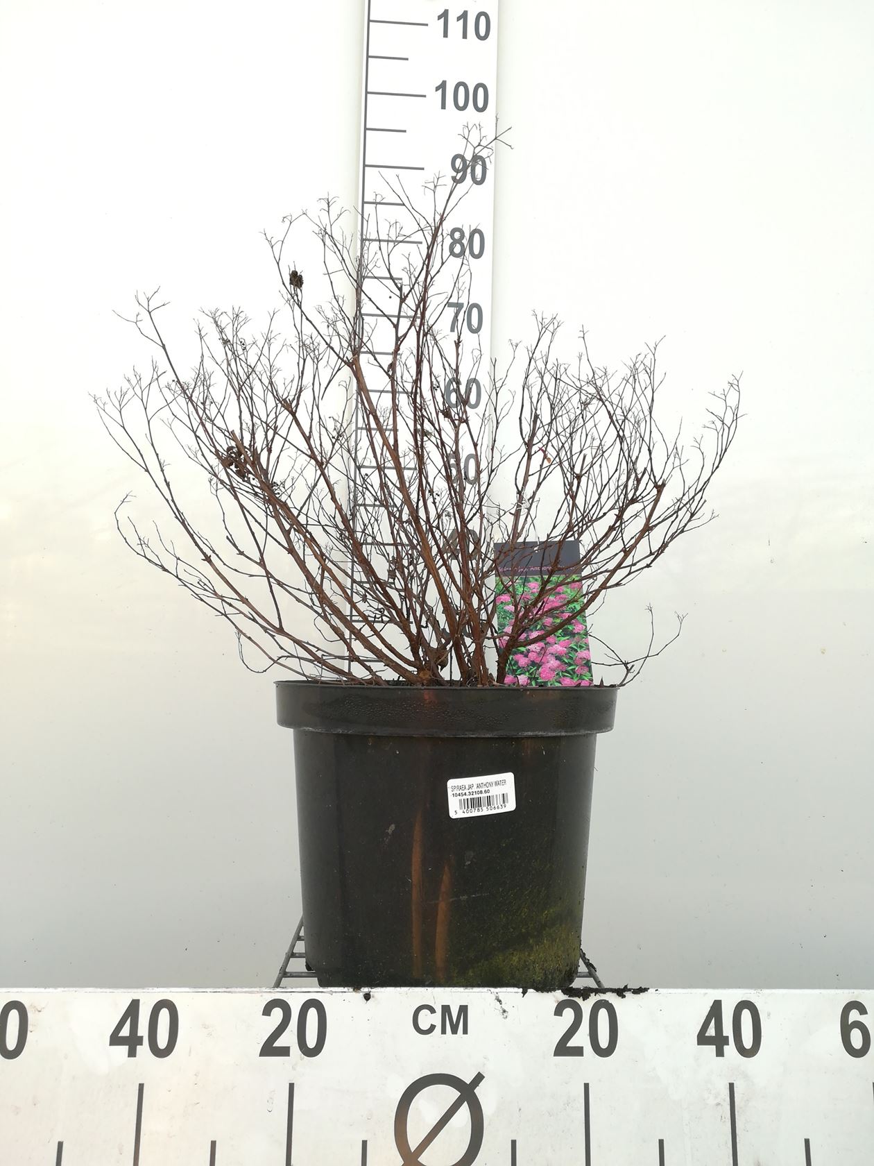 Spiraea japonica 'Anthony Waterer' - pot 10L - 40-50 cm