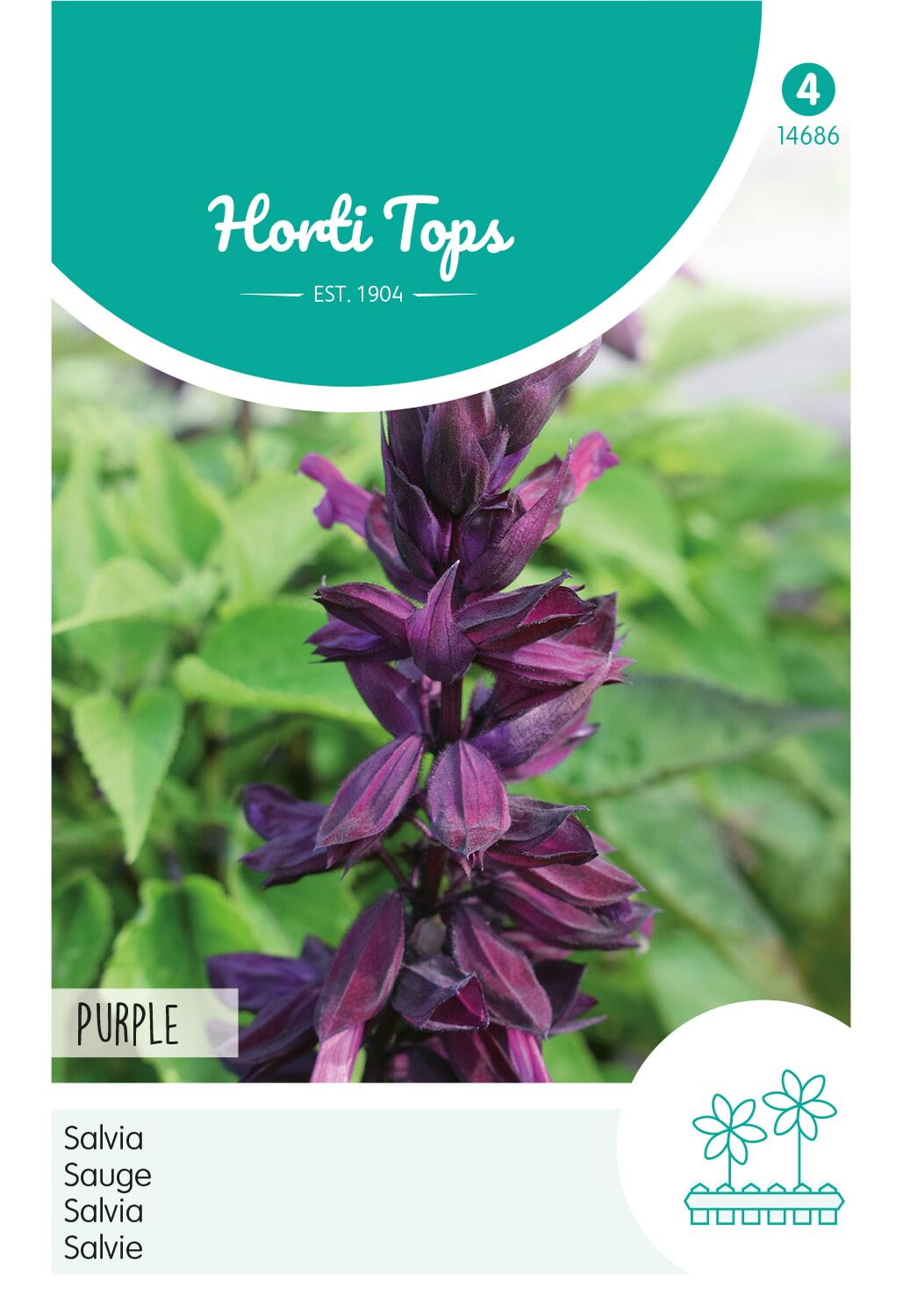 HT-Salvia-Salie-Purple