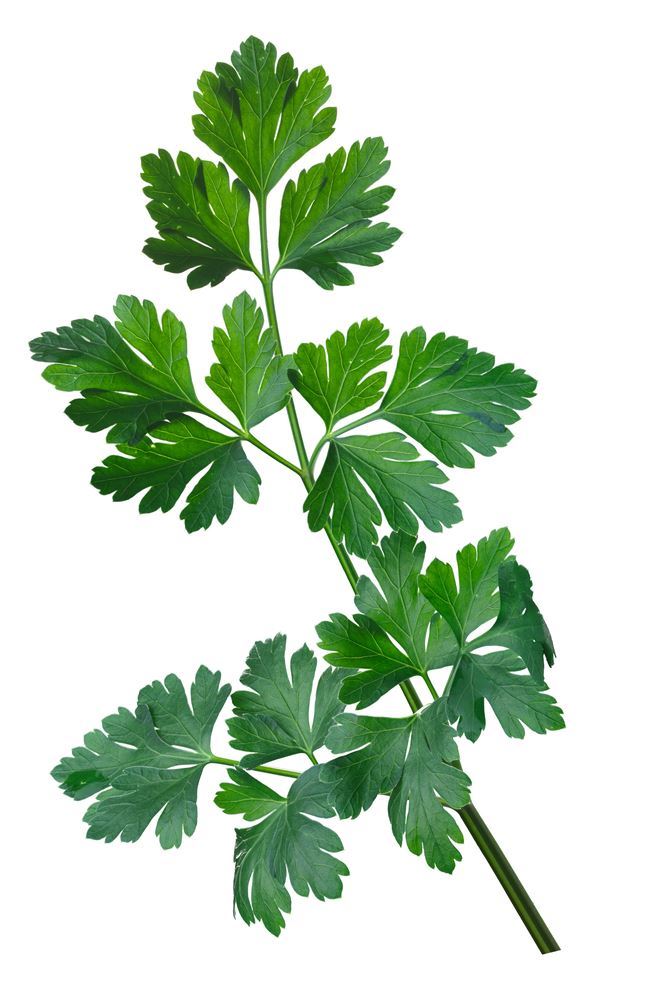 Plantenfiche-Petroselinum-crispum-neapolitanum-Platte-blad-peterselie-