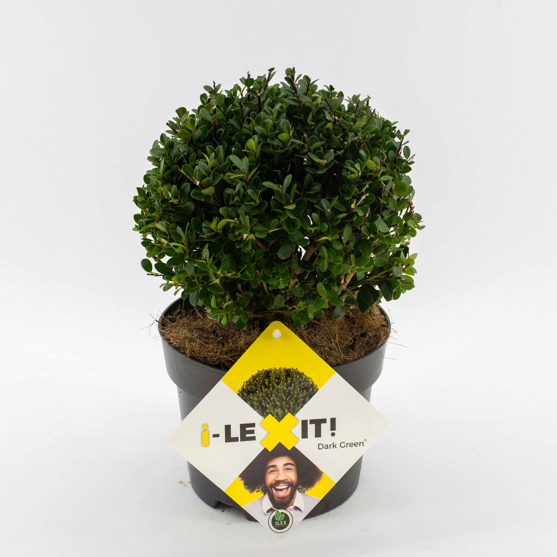 Ilex crenata 'Icoprins11' (Dark Green) - pot - spherical shape - ø15-20 cm
