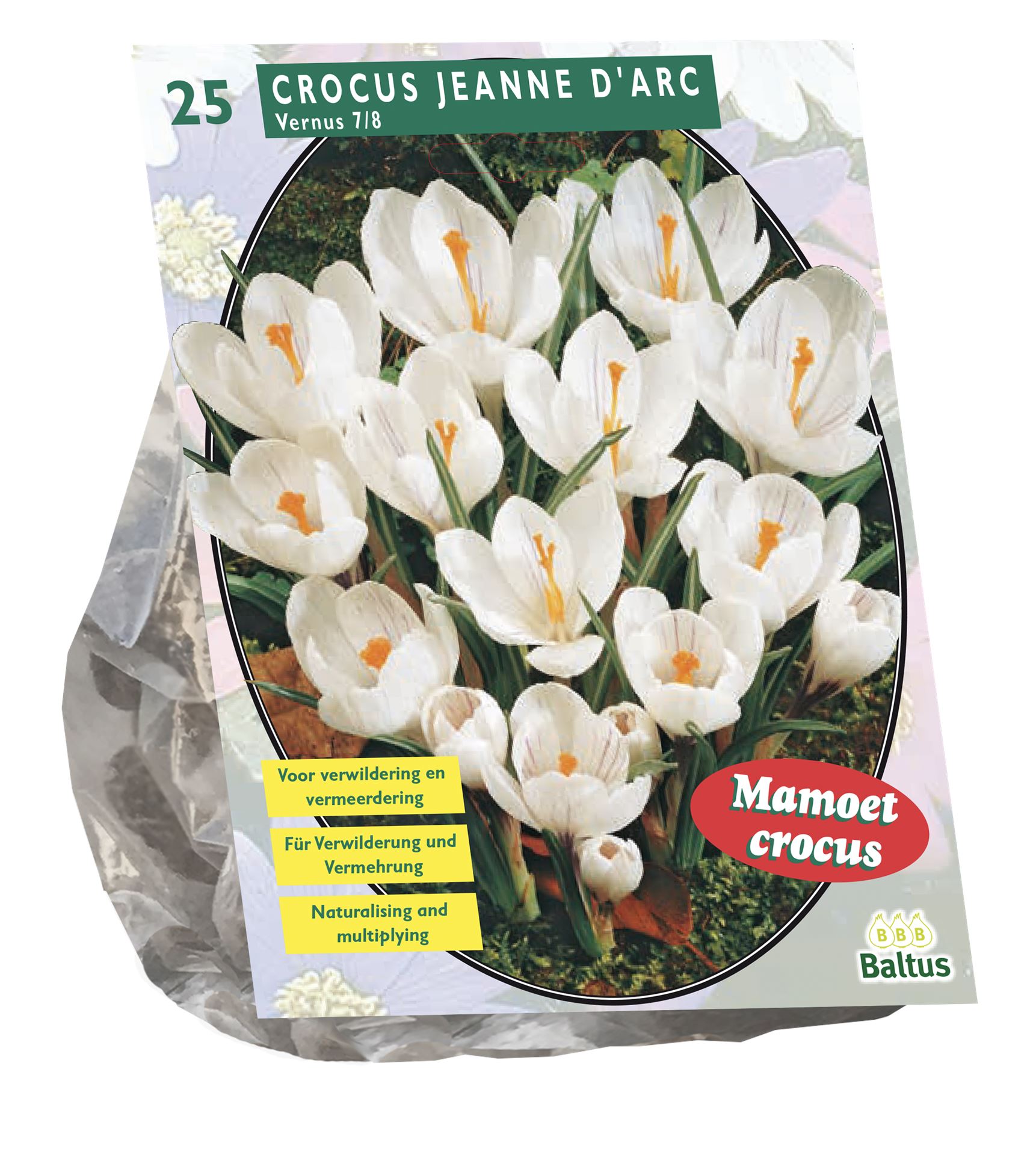 Crocus-Grootbloemig-Wit-per-25