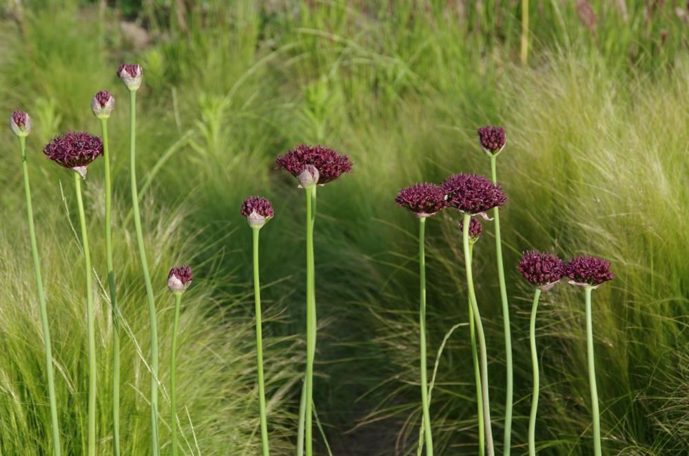 Plantenfiche-Allium-atropurpureum