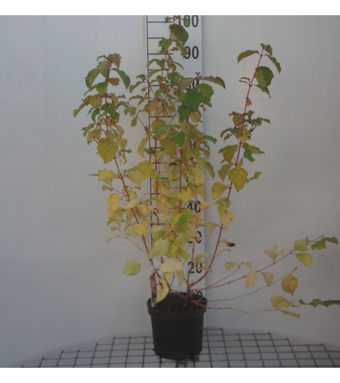 Cornus sanguinea 'Midwinter Fire' - pot - 40-50 cm