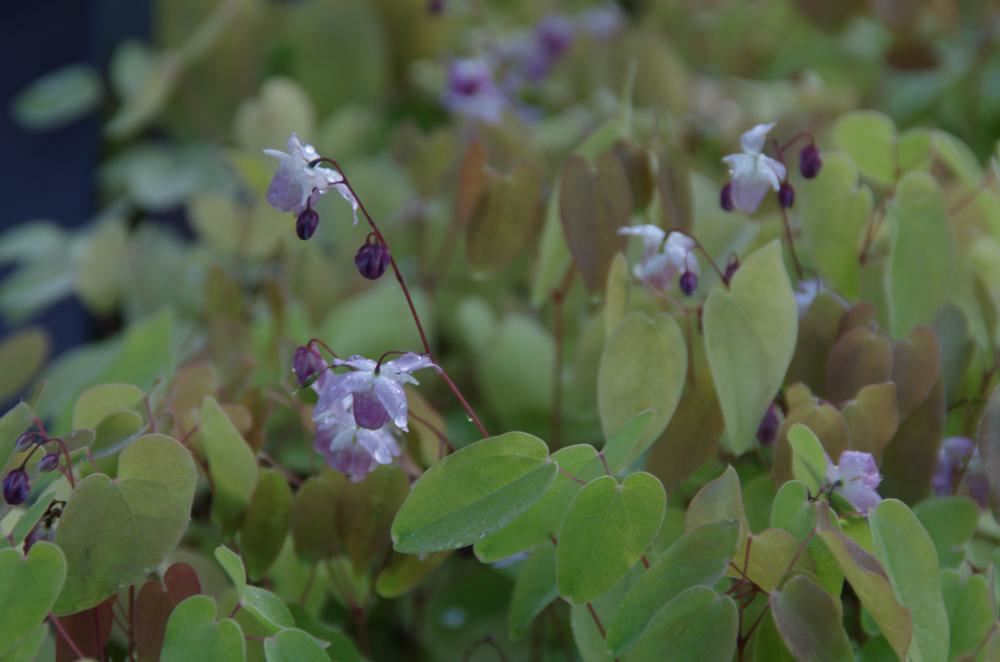 Plantenfiche-Epimedium-x-youngianum-Roseum-