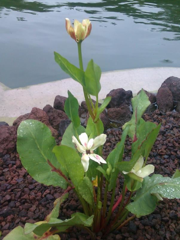 Plantenfiche-Anemopsis-californica