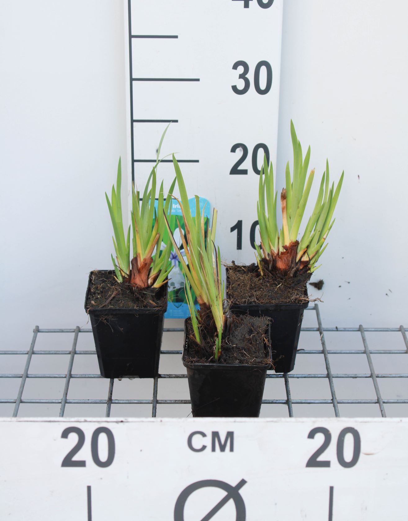 Iris laevigata 'Snowdrift' - pot 9x9 cm