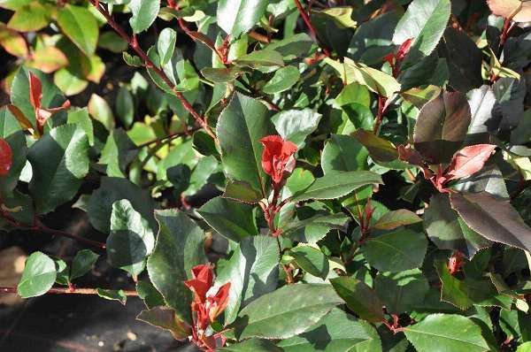 Photinia x fraseri 'Little Red Robin' - pot 15L - bolvorm ø40+ cm