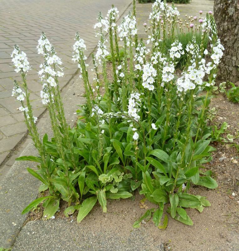 Plantenfiche-Veronica-gentianoides