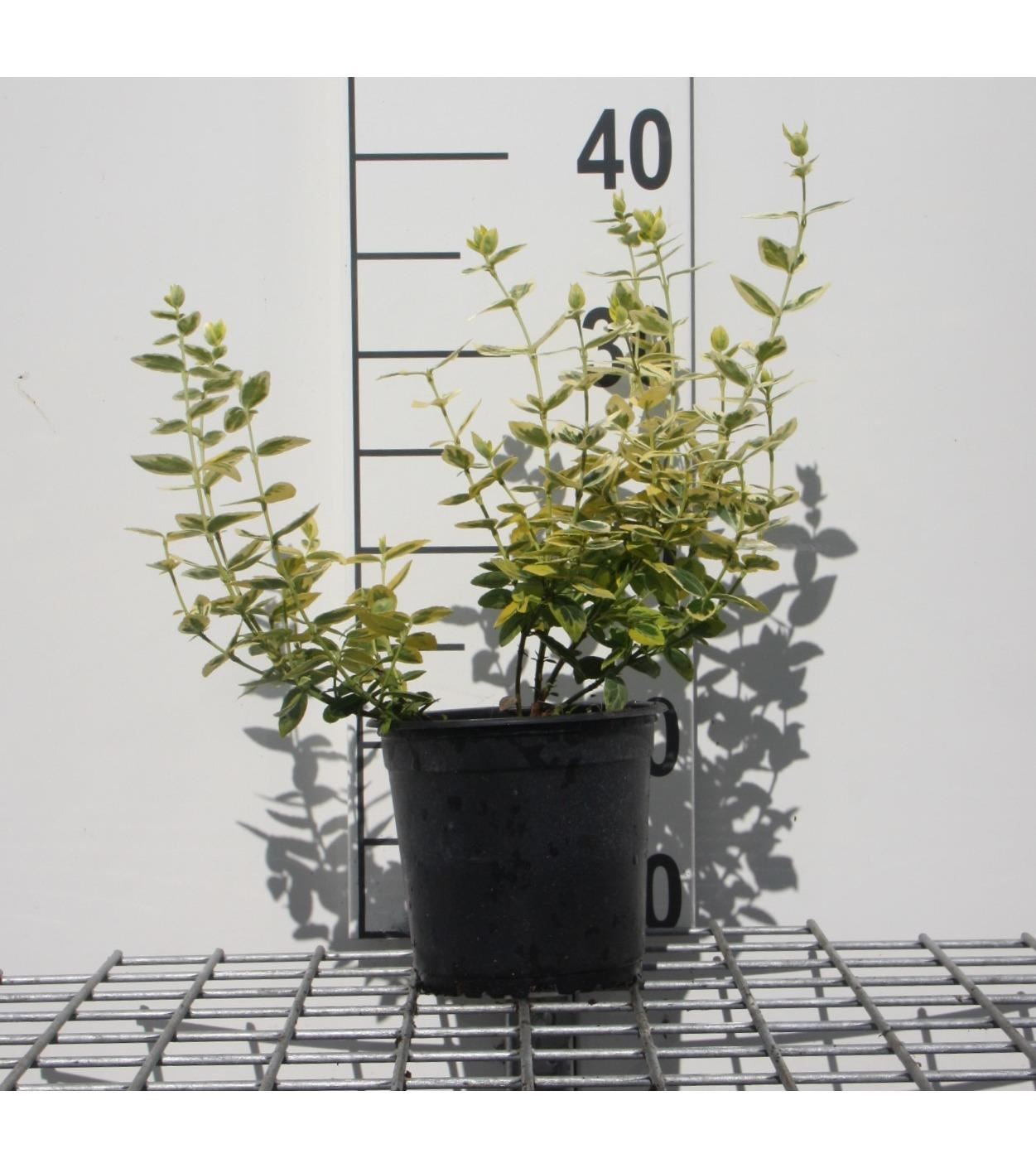 Euonymus fortunei 'Emerald 'n' Gold' - pot 1,3L - 15-20 cm