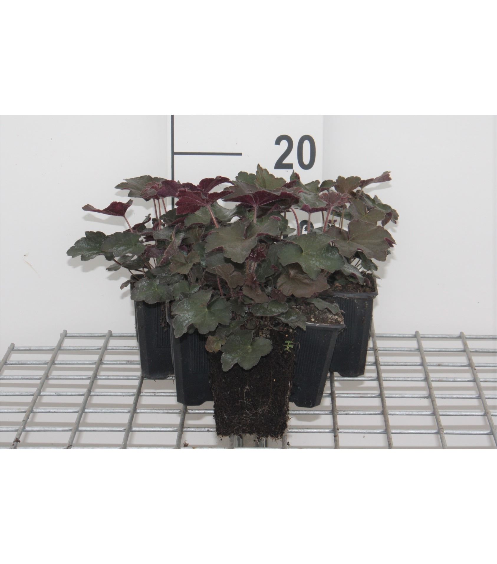 Heuchera micrantha 'Palace Purple' - pot 9x9 cm