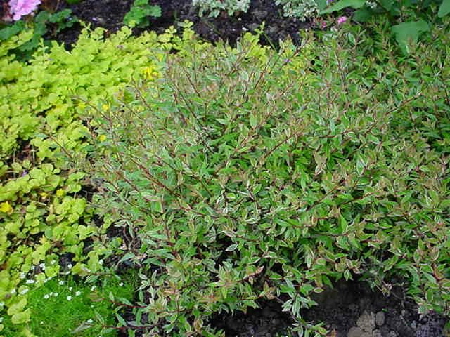 Plantenfiche-Abelia-x-grandiflora-Conti-