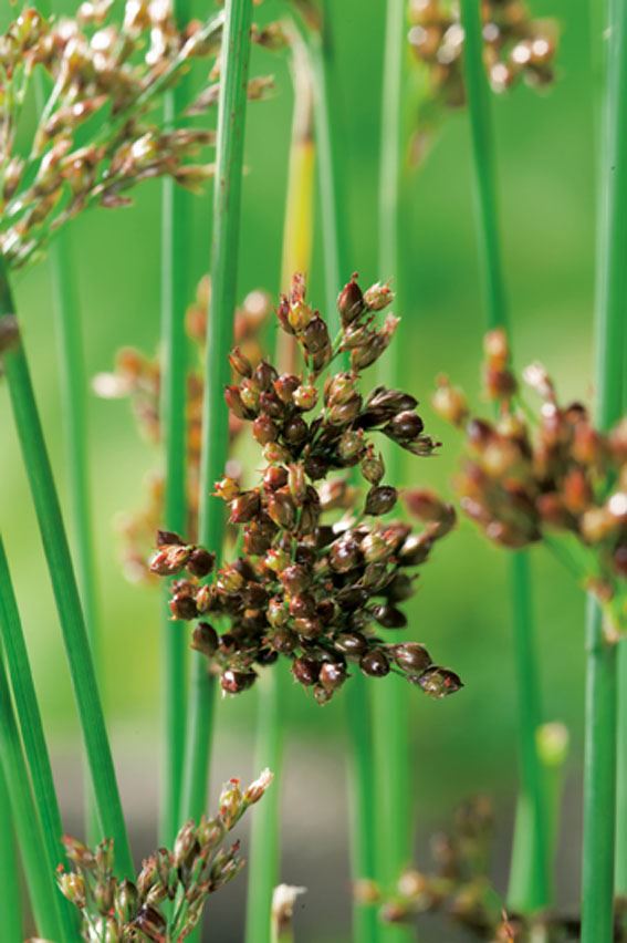 Juncus inflexus - biopot ø7 cm
