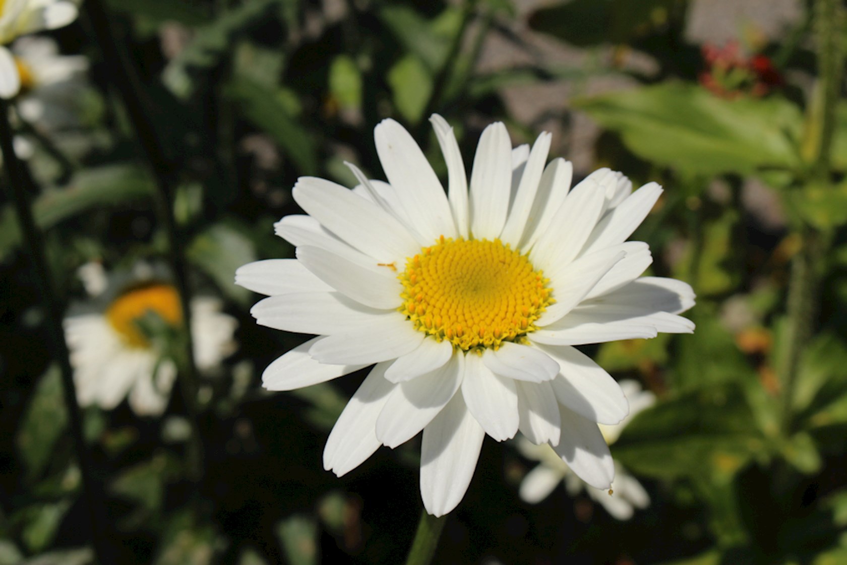 Plantenfiche-Leucanthemum-Alaska-