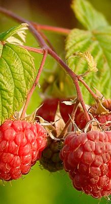 Rubus idaeus 'Malling Promise' - pot - bush