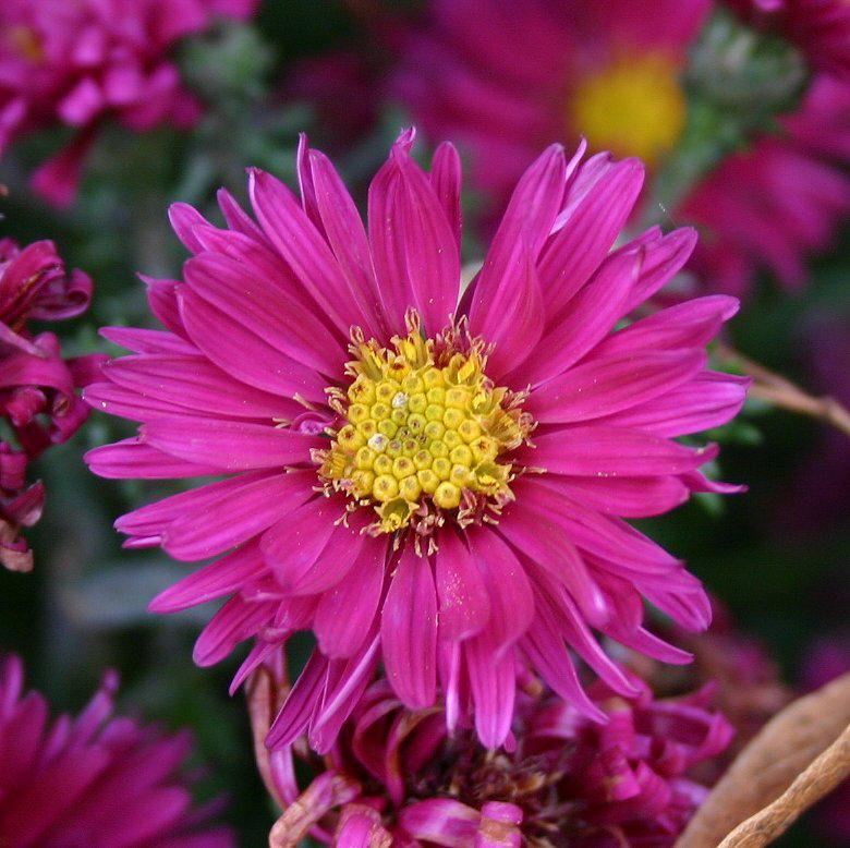Plantenfiche-Aster-novi-belgii-Royal-Ruby-