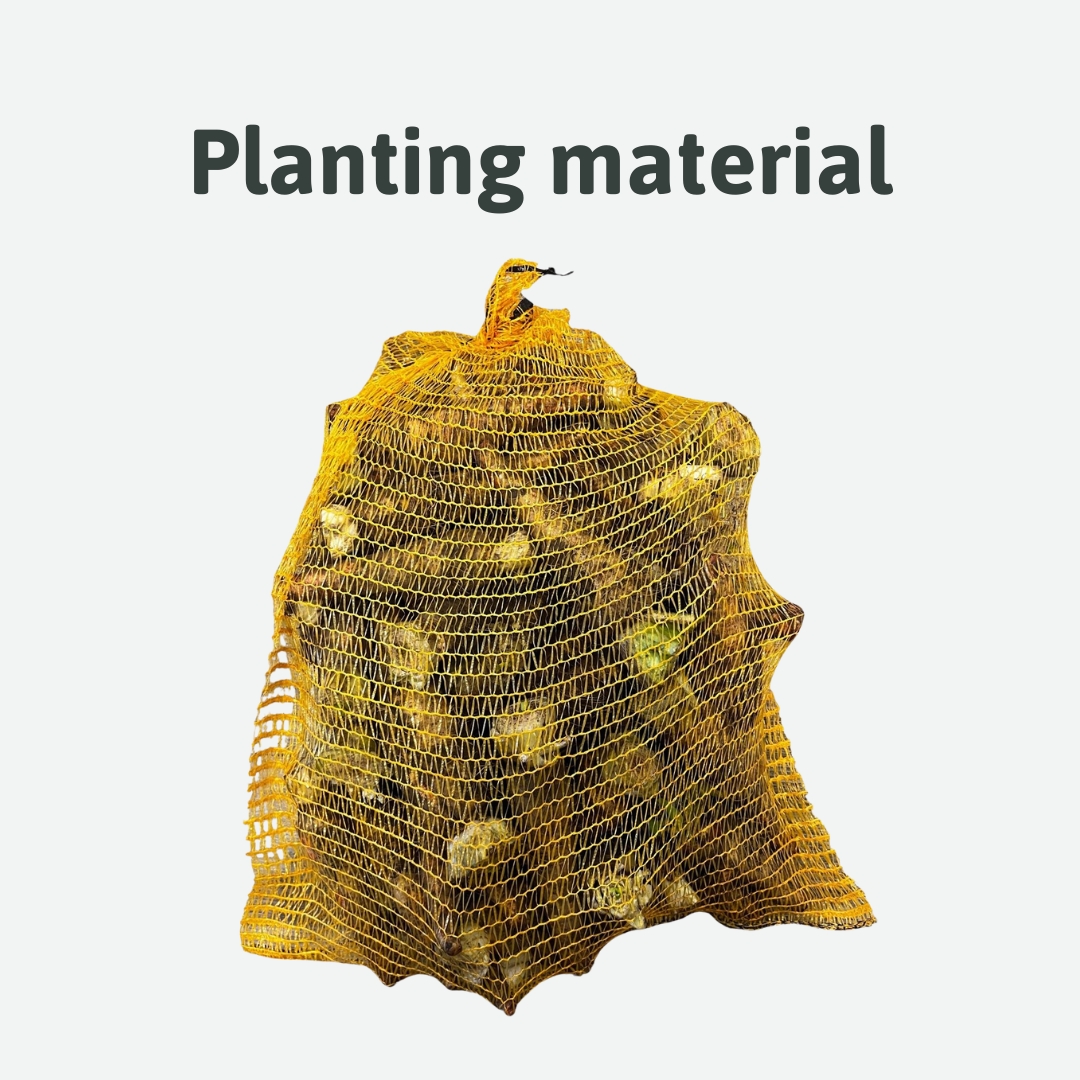 planting material