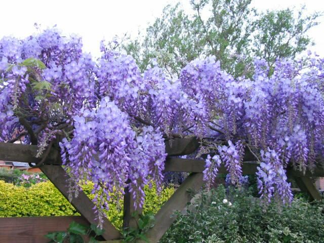 Plantenfiche-Wisteria-sinensis-Prolific-