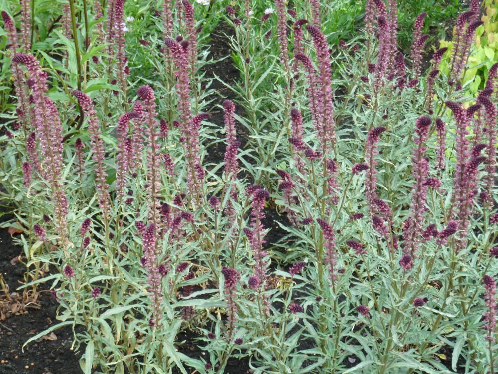 Plantenfiche-Lysimachia-atropurpurea