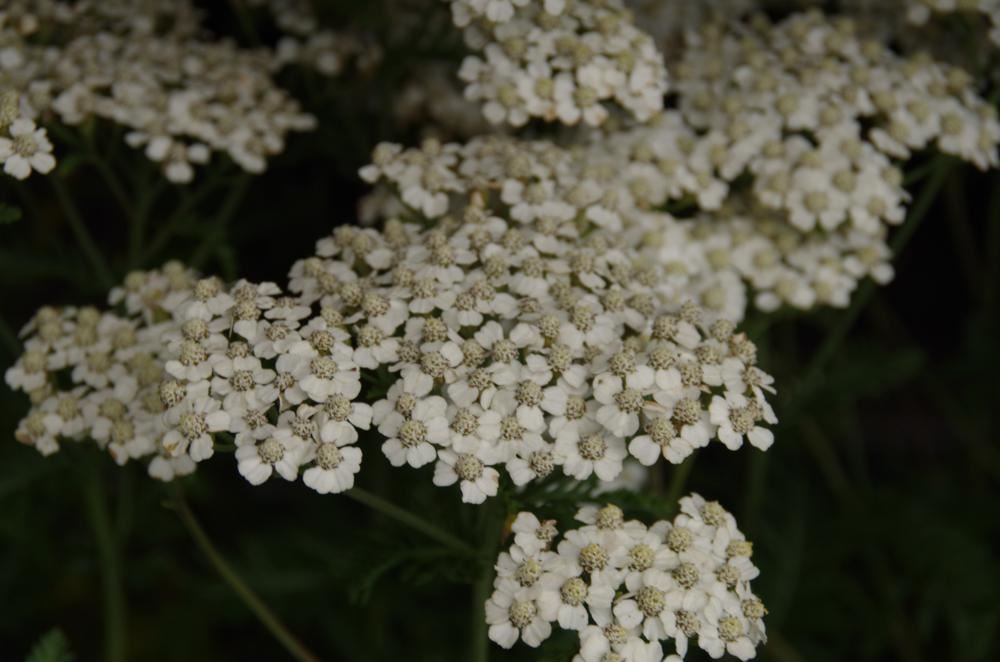 Plantenfiche-Achillea-millefolium-Schneetaler-