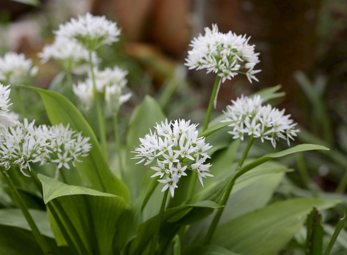 Daslook een heerlijk wondermiddel der natuur