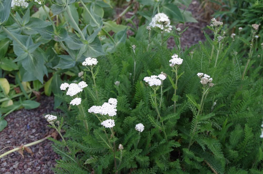 Plantenfiche-Achillea-millefolium-White-Beauty-