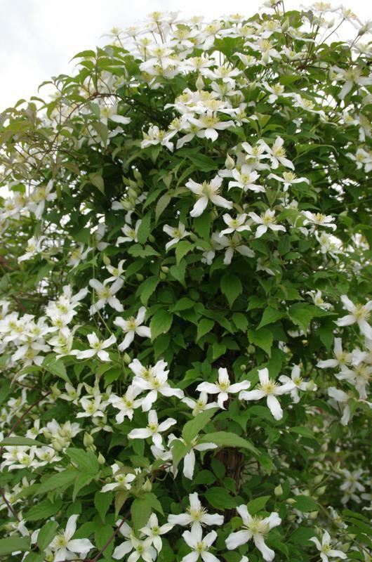 Plantenfiche-Clematis-montana-var-grandiflora