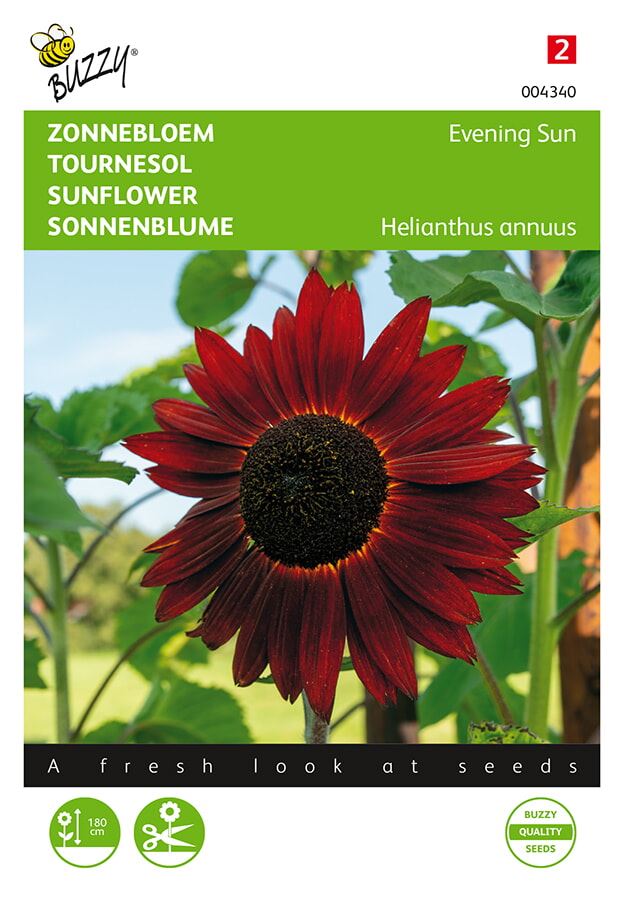 Buzzy-Helianthus-Zonnebloem-Avondzon
