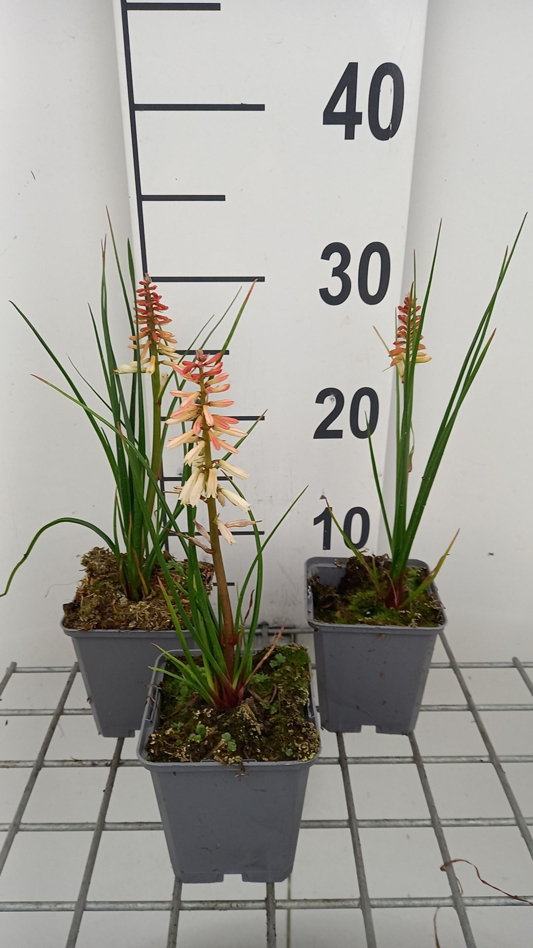 Kniphofia 'Orange Vanilla Popsicle' - pot 9x9 cm