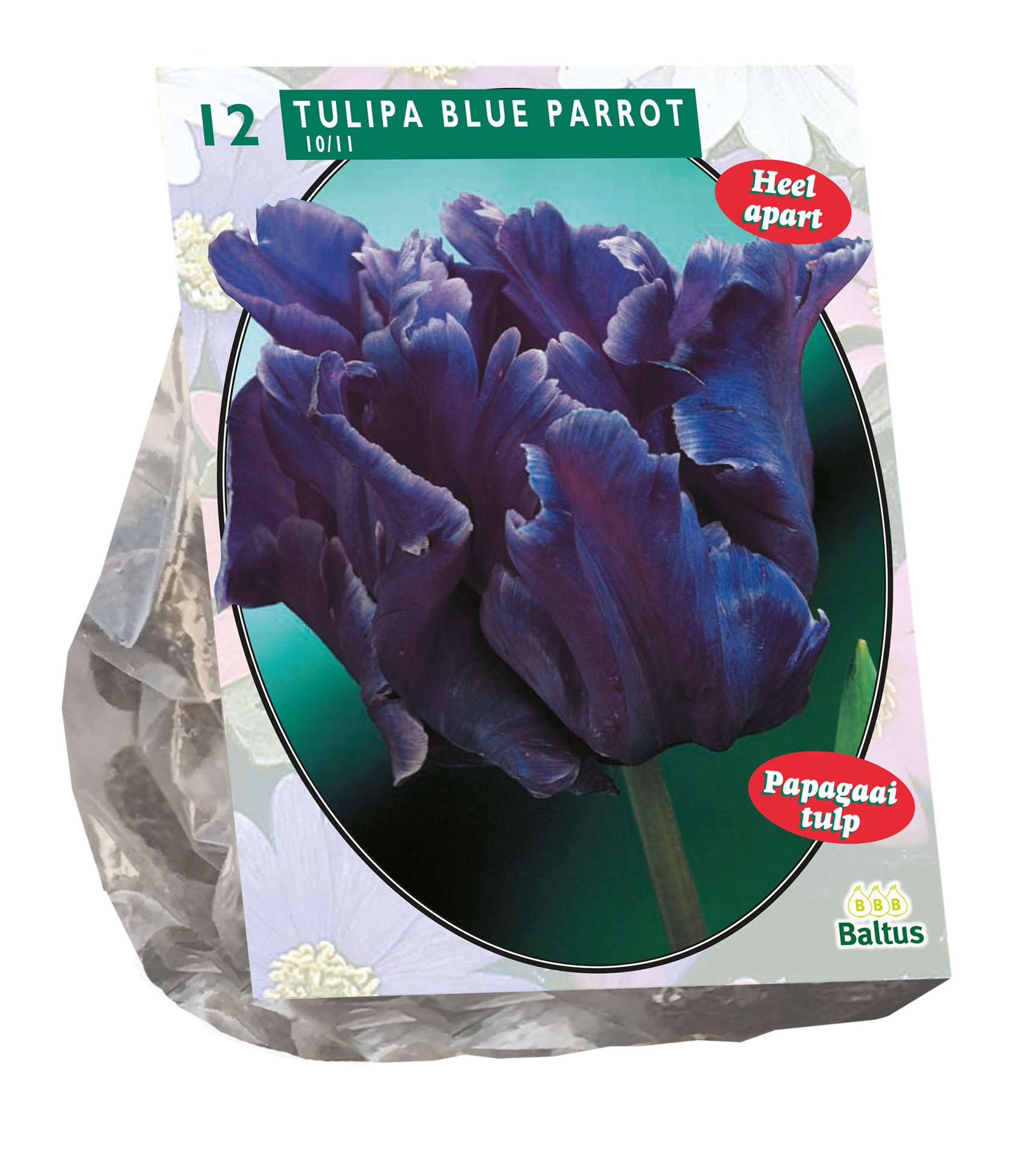 Tulipa-Blue-Parrot-Parkiet-per-12