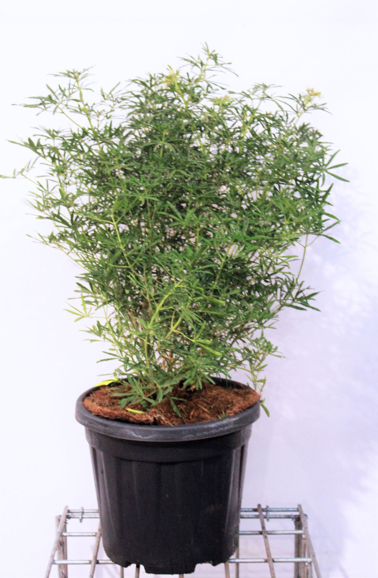 Choisya ternata 'Londaz' (White Dazzler) - pot 15L - 50-60 cm