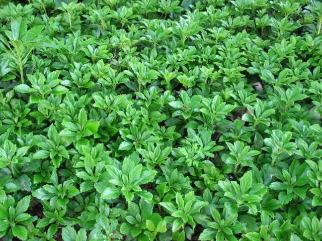 Plantenfiche-Pachysandra-terminalis-Green-Carpet-