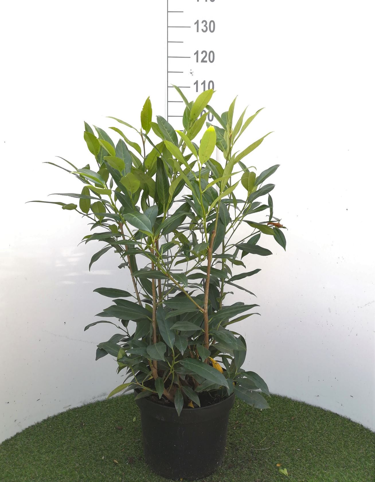 Prunus laurocerasus 'Herbergii' - pot 12L - 80-100 cm