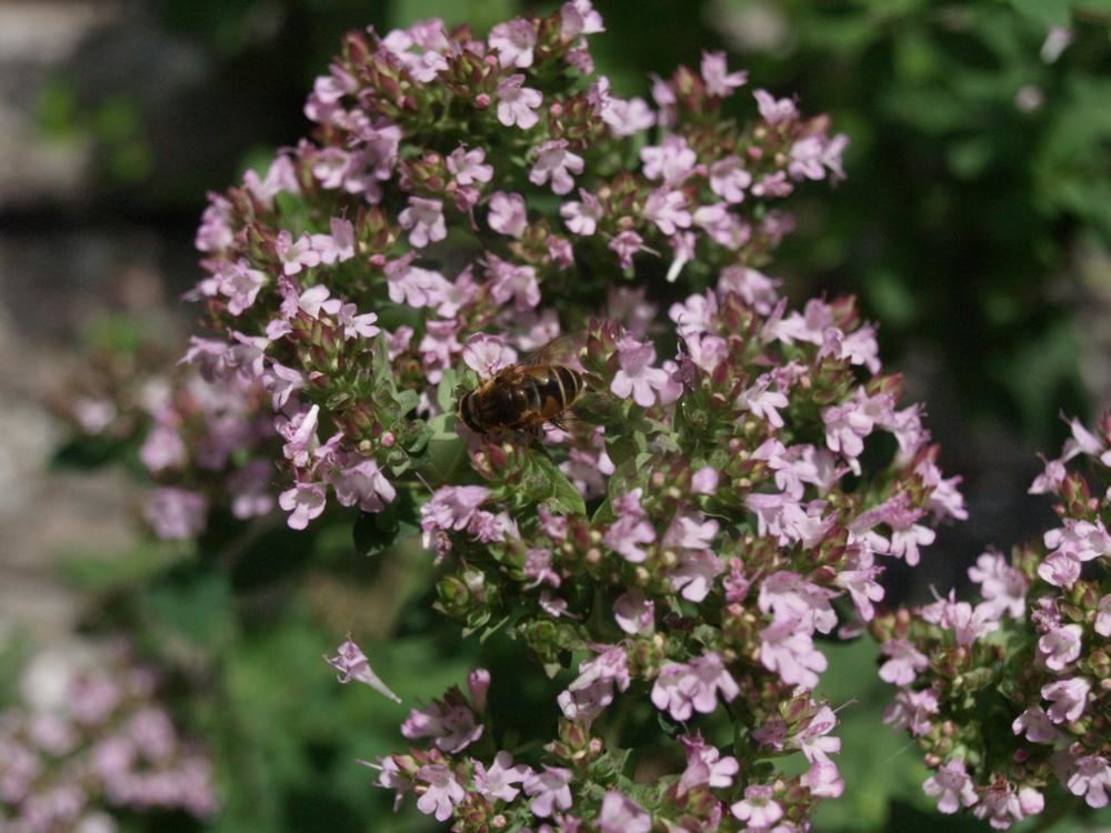 Plantenfiche-Origanum-vulgare-Oregano-