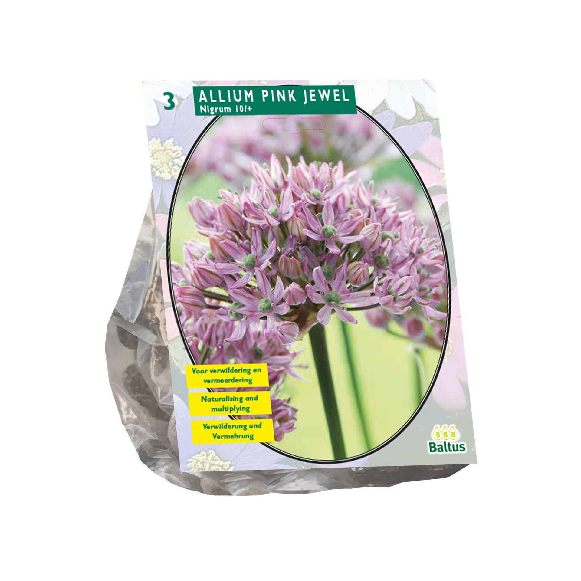 Allium-Pink-Jewel-per-3