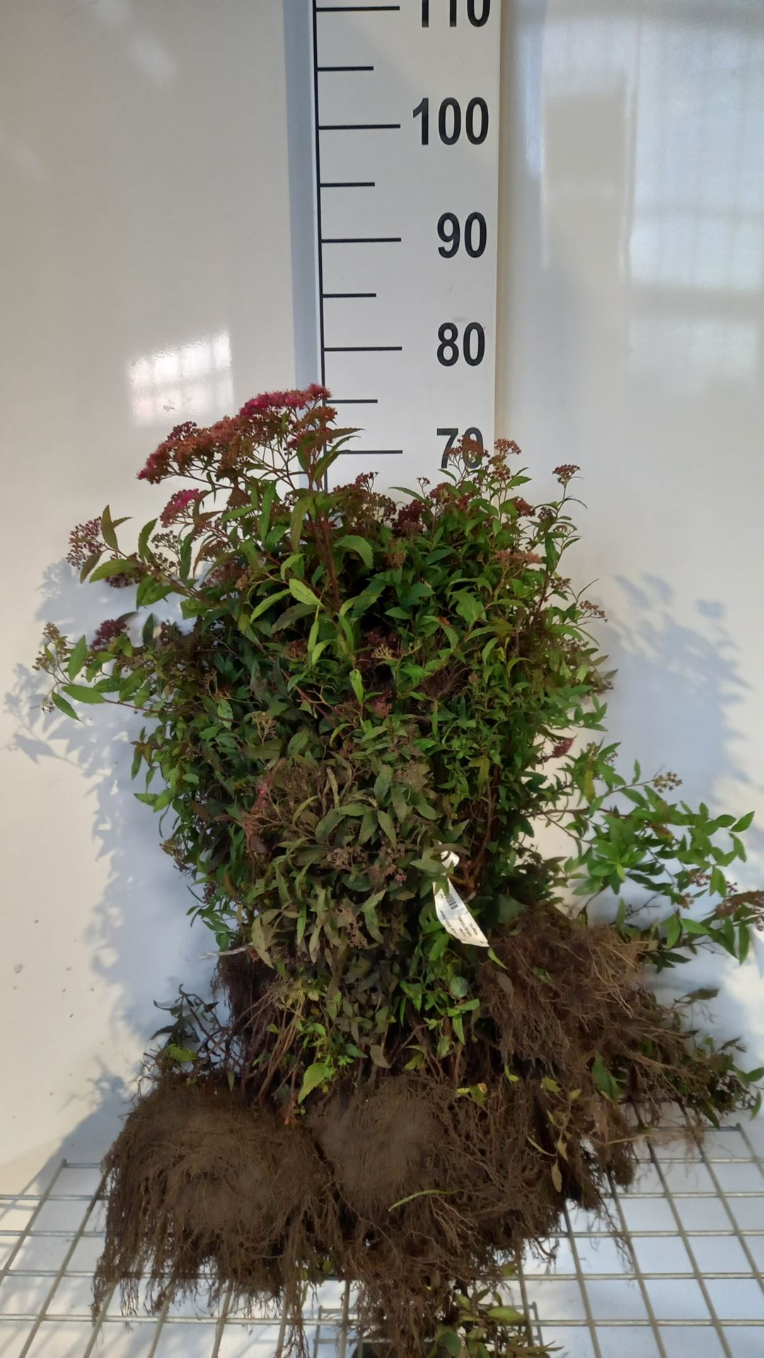 Spiraea japonica 'Anthony Waterer' - bare root - 25-30 cm - 3-5 branches