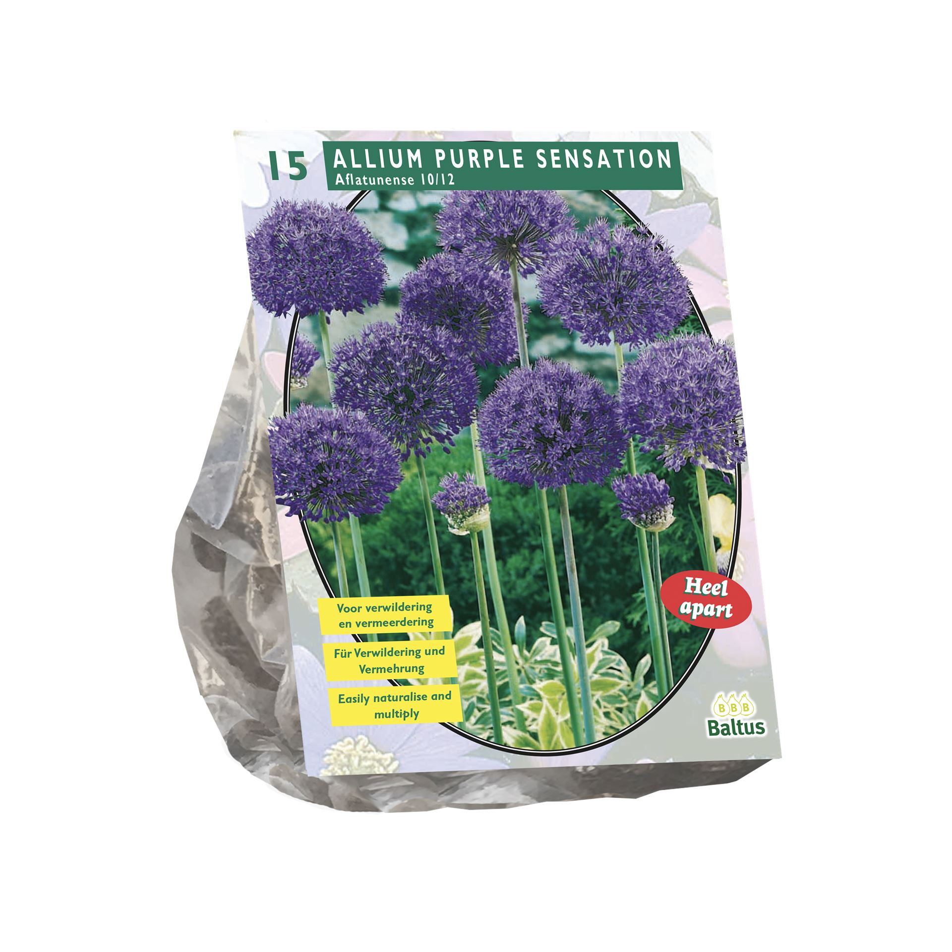 Allium-Aflatunense-Purple-Sensation-per-15