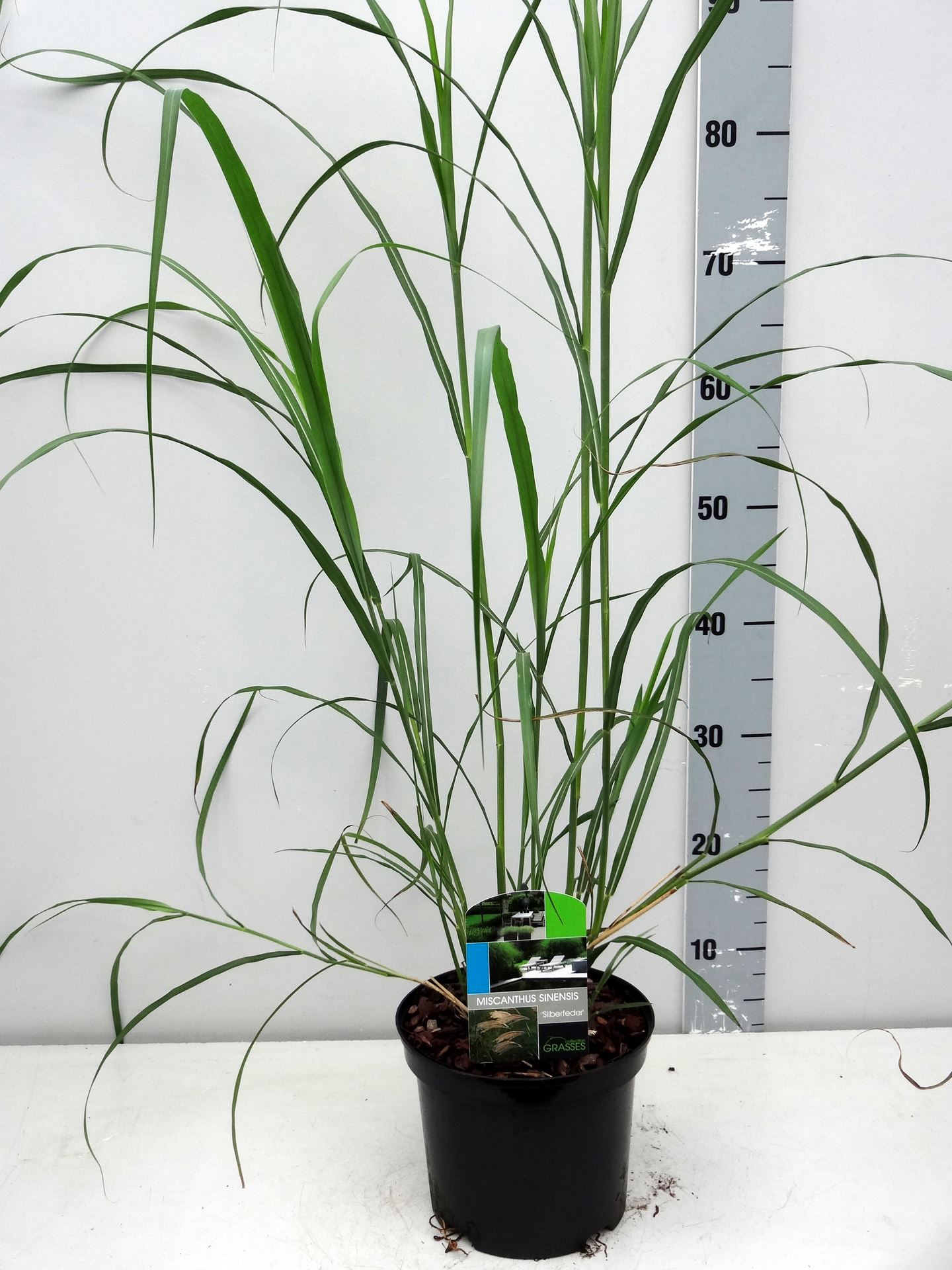 Miscanthus sinensis 'Silberfeder' - pot 3L
