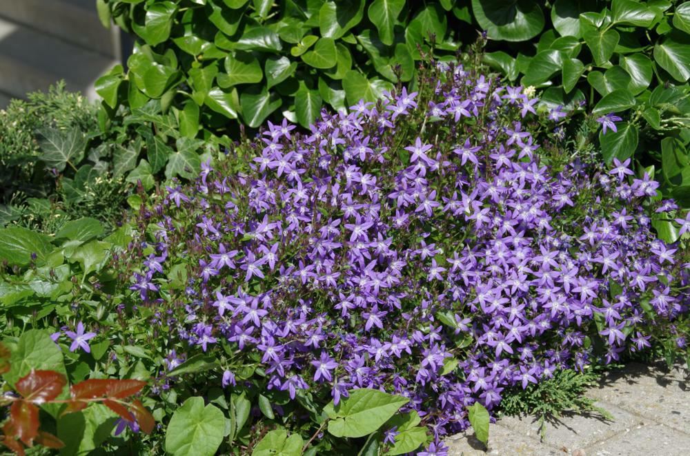 Plantenfiche-Campanula-garganica