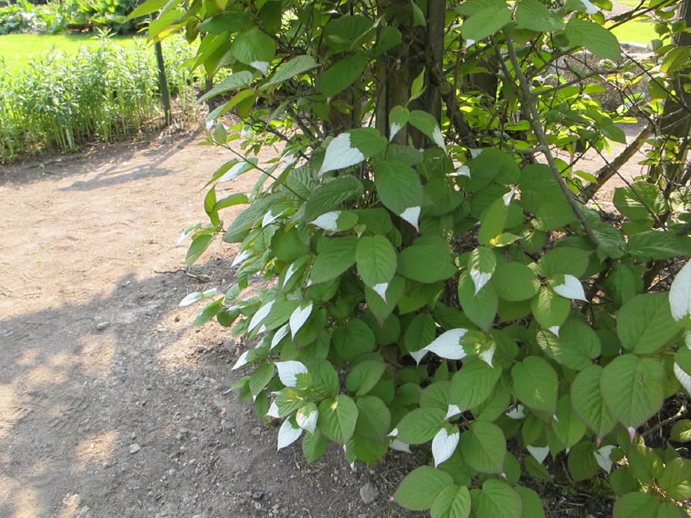 Plantenfiche-Actinidia-kolomikta