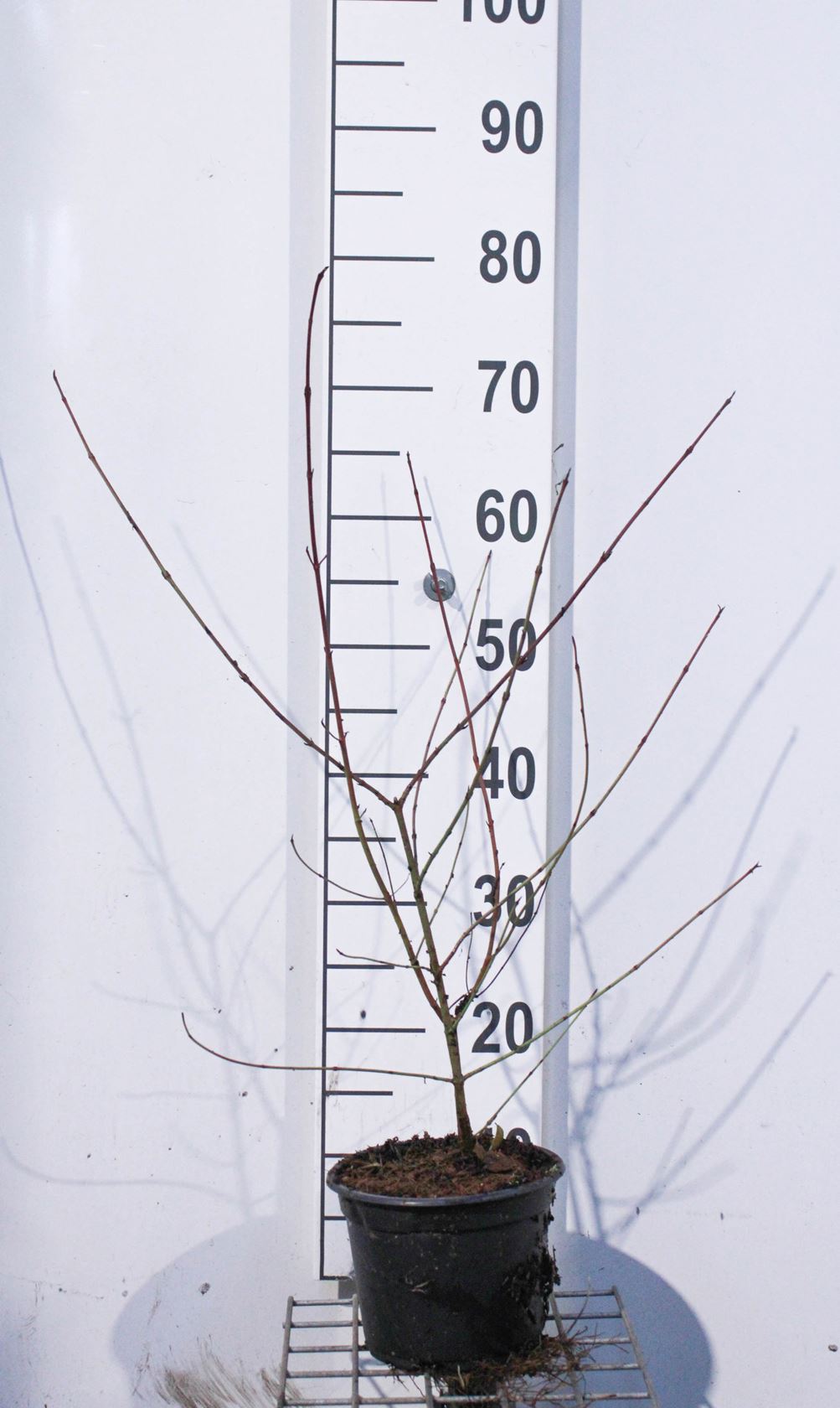 Cornus sanguinea - pot 2L - 40-60 cm