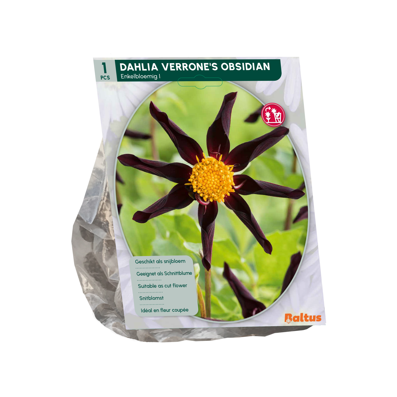 Baltus dahlia 'Verrone's Obsidian' - Najaarsbloeiers - 1 bol (Paars-rood)