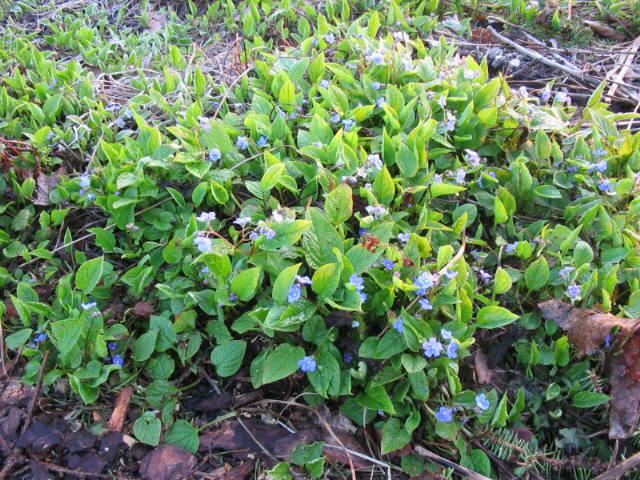 Plantenfiche-Omphalodes-verna
