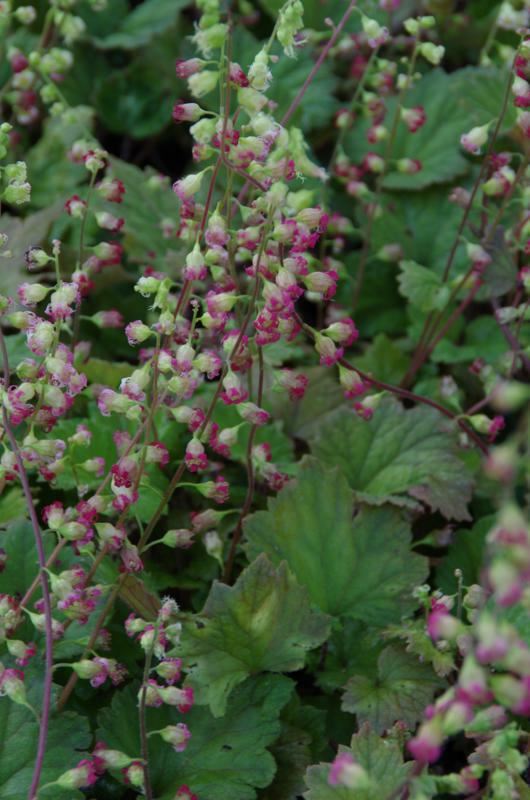 Plantenfiche-Tellima-grandiflora-Rubra-