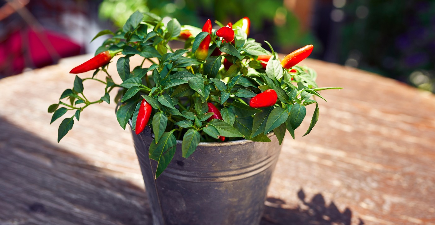 Red pepper plant
