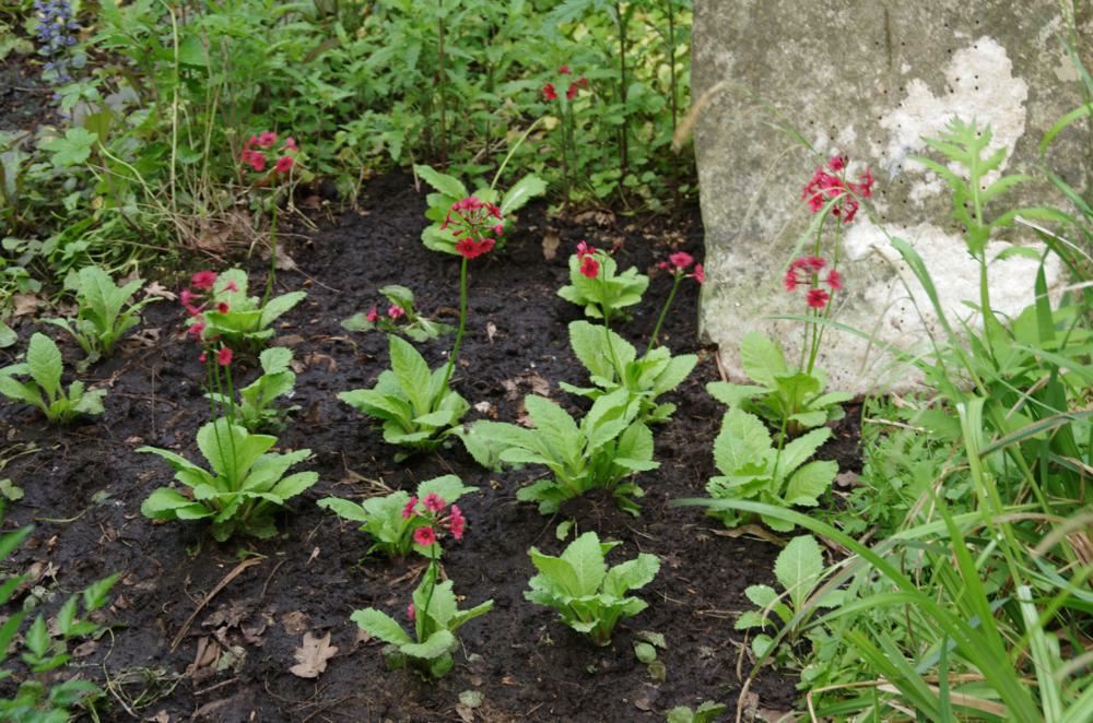 Plantenfiche-Primula-japonica-Miller-s-Crimson-